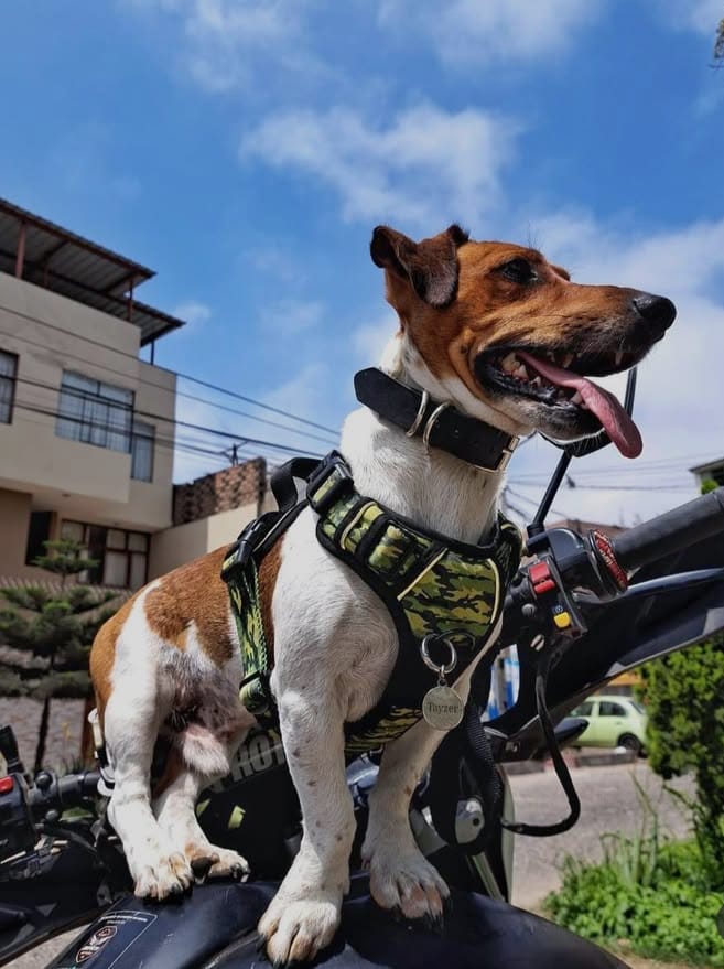 Veterinaria con perro